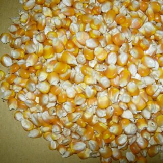 White & Yellow Maize