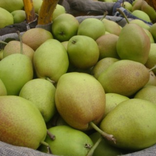 Pears