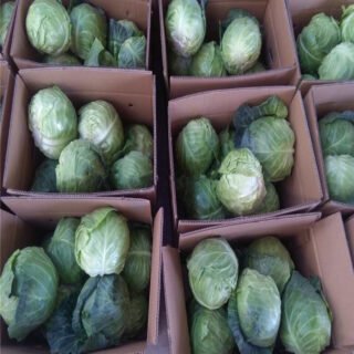 Cabbage