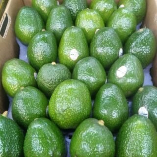 Avocado