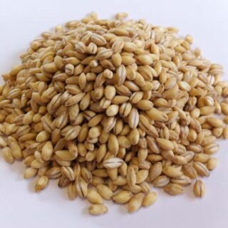 Barley Grain