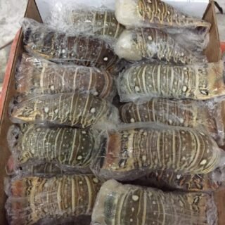 Frozen Lobster