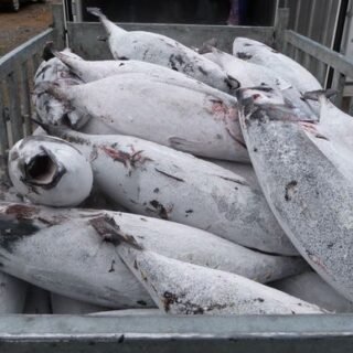 Frozen Tuna Fish