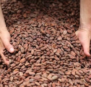 Cocoa Beans
