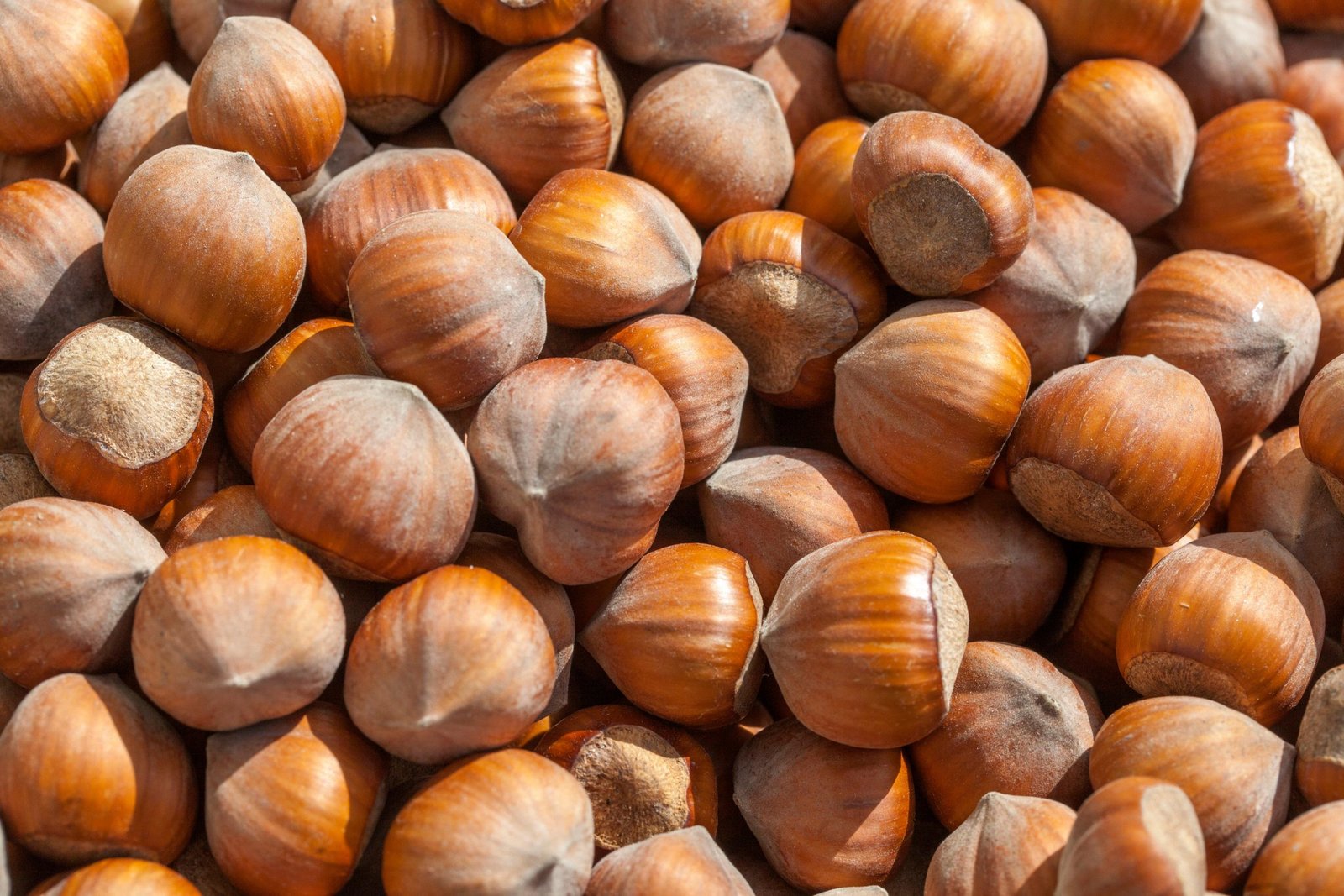Hazelnuts