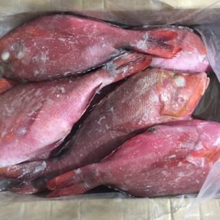 Frozen Red Snapper