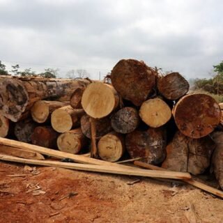 Timber & Lumber