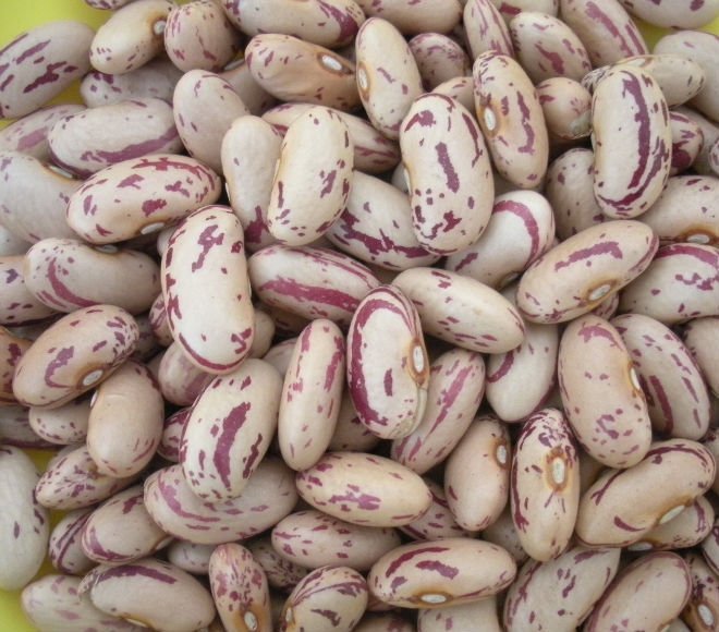 Pinto / Sugar Beans
