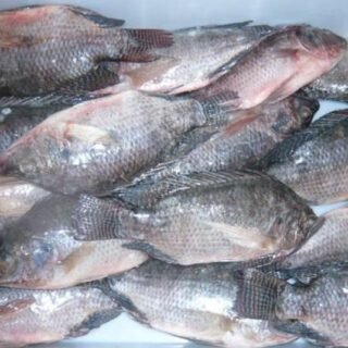 Frozen Tilapia Fish