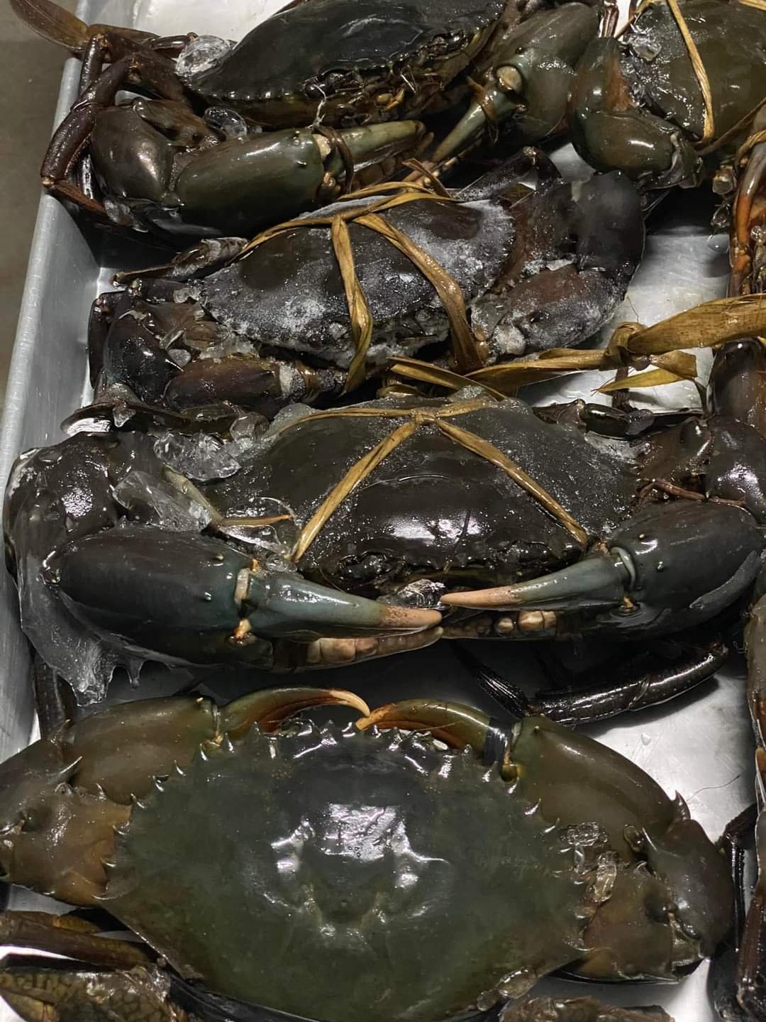 Live / Frozen Crab