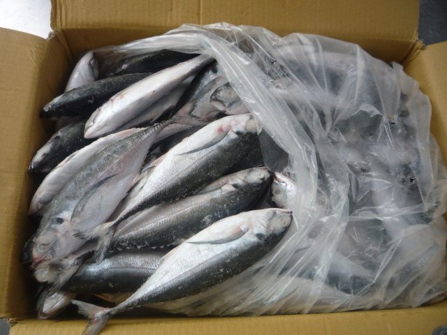 Frozen Mackerel Fish