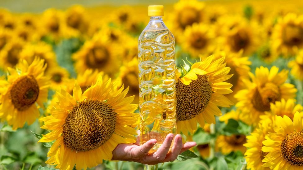 Sunflower Oil